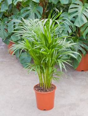 Areca (chrysalidoc.) lutescens
