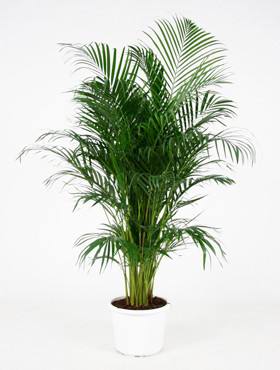 Areca (chrysalidoc.) lutescens