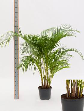 Areca (chrysalidoc.) lutescens
