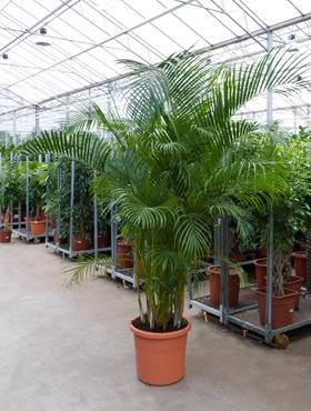 Areca (chrysalidoc.) lutescens