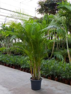 Areca (chrysalidoc.) lutescens
