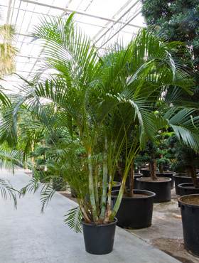 Areca (chrysalidoc.) lutescens