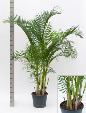 Areca (chrysalidoc.) lutescens