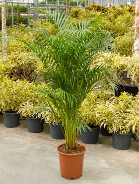 Areca (chrysalidoc.) lutescens