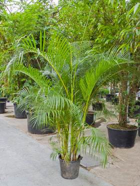 Areca (chrysalidoc.) lutescens