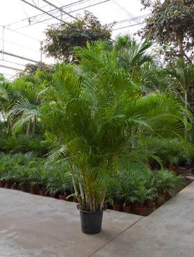 Areca (chrysalidoc.) lutescens