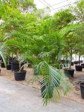 Areca (chrysalidoc.) lutescens