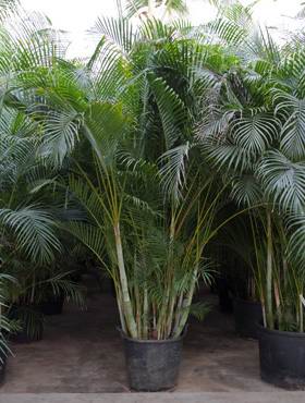 Areca (chrysalidoc.) lutescens