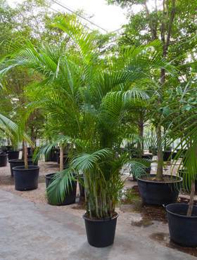 Areca (chrysalidoc.) lutescens