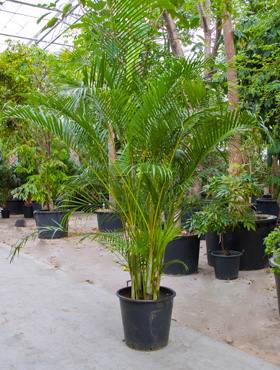 Areca (chrysalidoc.) lutescens