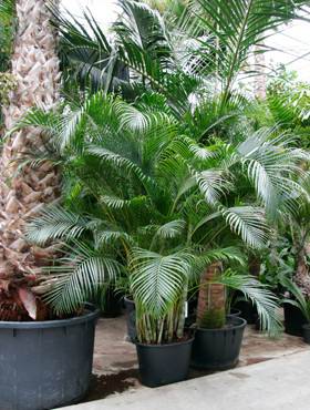 Areca (chrysalidoc.) lutescens