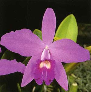 Sophronitis sincorana
