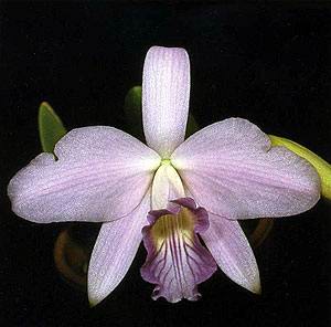 Sophronitis sincorana
