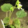 Begonia rex hybrid