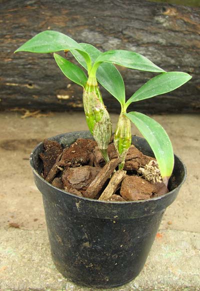 Dendrobium harveyanum Dendrobium harveyanum