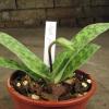 Фото орхидеи Paphiopedilum purpuratum с цветоносом
