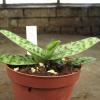 Фото орхидеи Paphiopedilum robinsonii с цветоносом