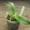 Фото орхидеи Phalaenopsis Mambo flava
