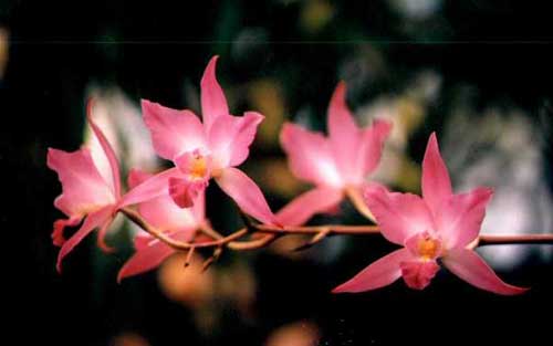 http://static.orchids.in.ua/img/laelia-autumnalis-var-xanthotrophis-foto-722.jpg