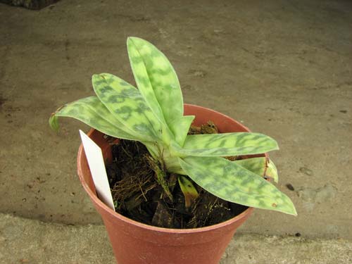 Paphiopedilum curtisii Paphiopedilum curtisii