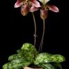 Фото орхидеи Paphiopedilum purpuratum с цветоносом