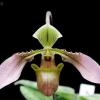 Фото орхидеи Paphiopedilum robinsonii с цветоносом