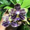 Phalaenopsis Mituo Purple Dragon 'Blue Python'