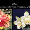 Phalaenopsis Joy Fortune Diamond x Joy х Spring Canary 'Green Lotus'