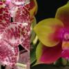 Phalaenopsis gigantea x Mituo King Bellina