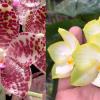 Phalaenopsis gigantea x Chang Maw Jade 'Nan'