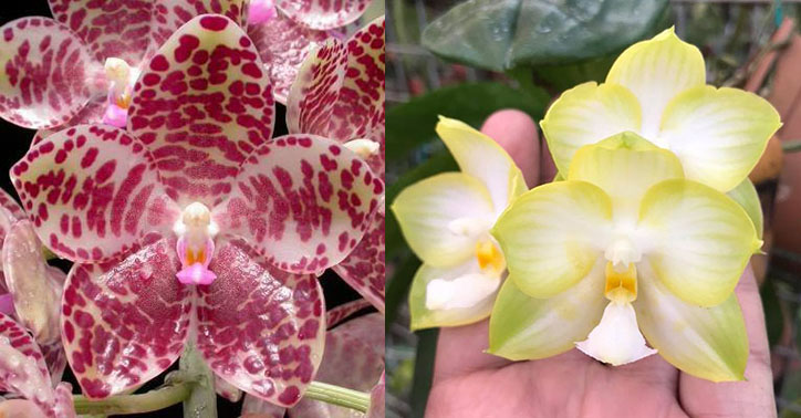 Phalaenopsis gigantea x Chang Maw Jade 'Nan'
