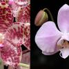 Phalaenopsis gigantea x sanderiana