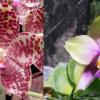 Phalaenopsis gigantea x Mituo Prince 'Bb'