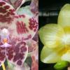 Phalaenopsis gigantea x Yaphon Lover 'Yaphon'