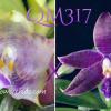 Phalaenopsis Mituo Purple Dragon 'Blue Round' x KS Blue Ludde 1607 'Super#1'