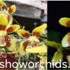 Phalaenopsis fuscata x sib