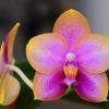 Phalaenopsis AL Redsun Queen 'Caribbean Sunset'