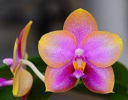 Phalaenopsis AL Redsun Queen 'Caribbean Sunset'