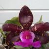 Cattleya aclandiae escura 'Caliman' x 'JRD'