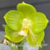 Phalaenopsis Mainshow Green Monster (seedling)
