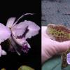 Cattleya warneri coerulea 'Suzuki' x schilleriana coerulea
