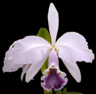 Cattleya gaskelliana coerulea 'Rainha Santa' x self