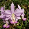Cattleya nobilior amaliae 'Labelo perfeito'