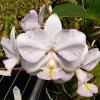 Cattleya nobilior amalie 'Lhar' x self