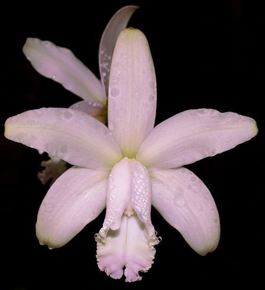 Cattleya intermedia concolor 'Pedrinho' x self
