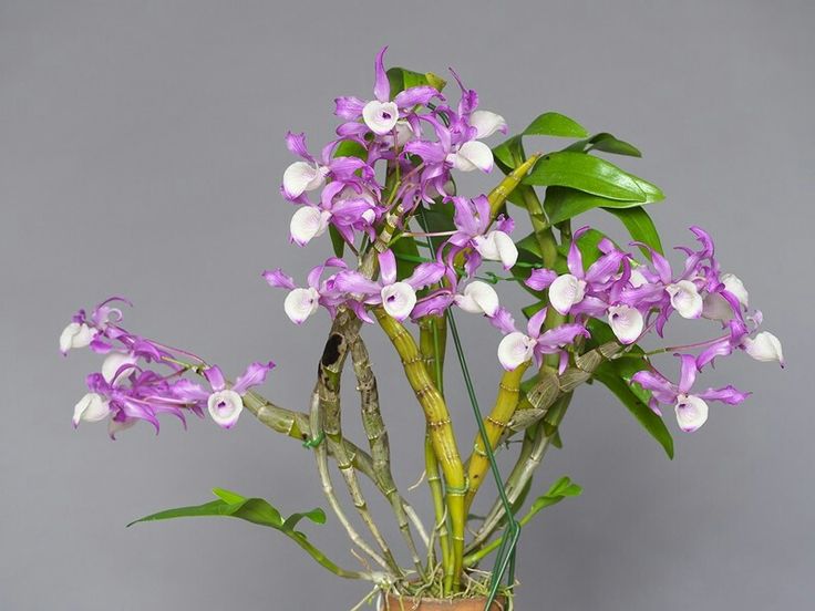 Dendrobium tortile