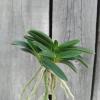 Neofinetia falcata 'Awaji'