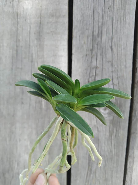 Neofinetia falcata 'Awaji'