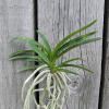 Neofinetia falcata 'Benibotaru'