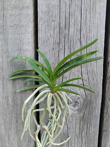 Neofinetia falcata 'Benibotaru'